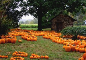 A field of scattered pumpkins